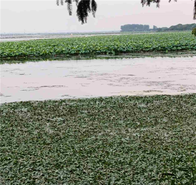 去阳澄湖吃大闸蟹哪家正宗？不少老食客推荐巴城这家农家乐